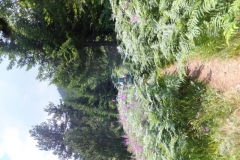 DSCF2800