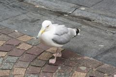 DSC02024